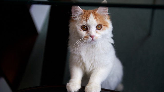 Sad cat chair looking camera #4 free wallpaper - medium preview image