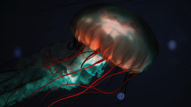 Jellyfish red tentacles night biolu free wallpaper - medium preview image