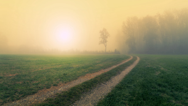 Foggy field dirtroad lonetree tonalism free wallpaper - medium preview image