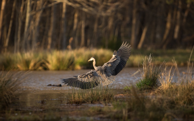Bird flying over water forest free wallpaper - medium preview image