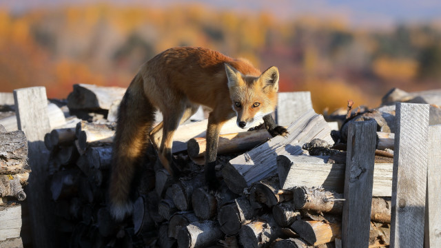 Fox wood pile forest blurry free wallpaper - medium preview image