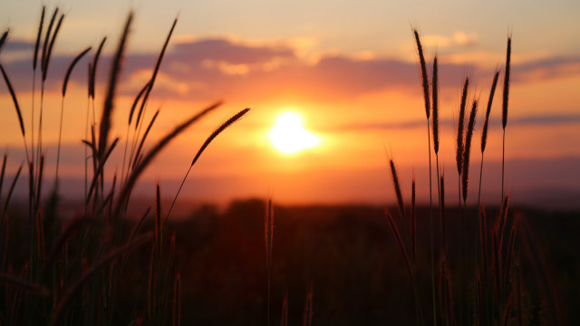 Sunset clouds grass field horizon free wallpaper - medium preview image