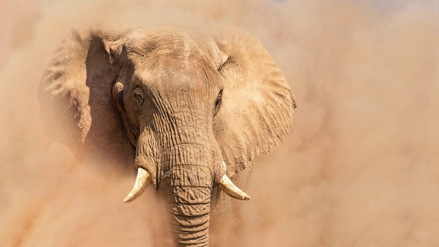 Elephant dusty field airbrush portrait free wallpaper - medium preview image