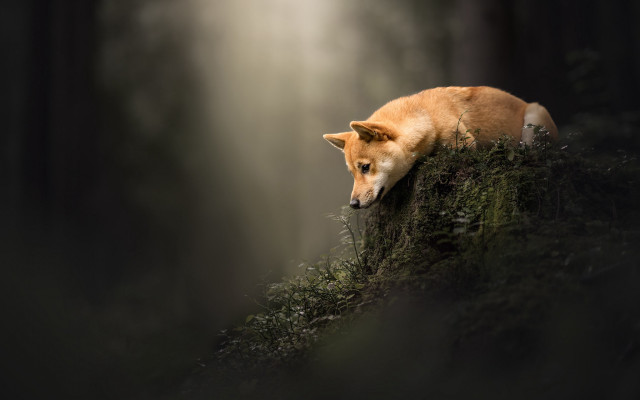 Shiba inu dog mossy hill free wallpaper - medium preview image