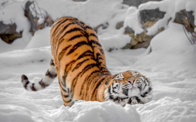 White tiger snow footprints mountains free wallpaper - medium preview image