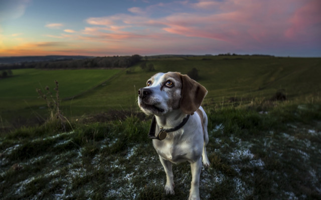 Dog sunset grassy hill tiltshift free wallpaper - medium preview image