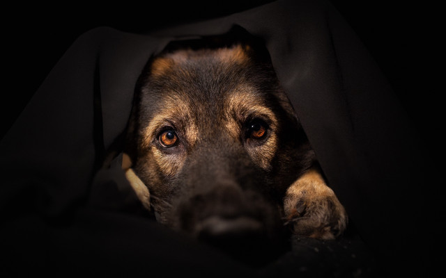 Dog hiding blanket dark head free wallpaper - medium preview image