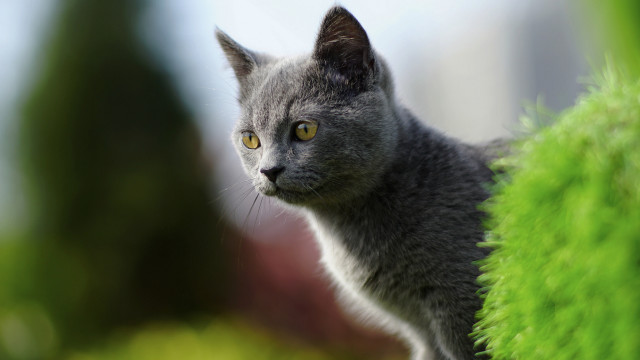 Gray cat yellow eyes curious #4 free wallpaper - medium preview image