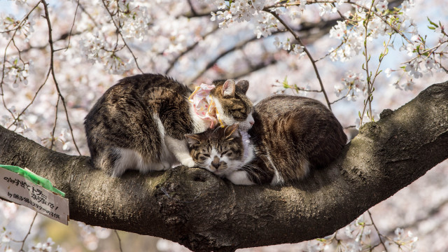 Cats branch pink flowers sign free wallpaper - medium preview image