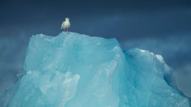 Seagull iceberg ocean cloudy sky free wallpaper - medium preview image