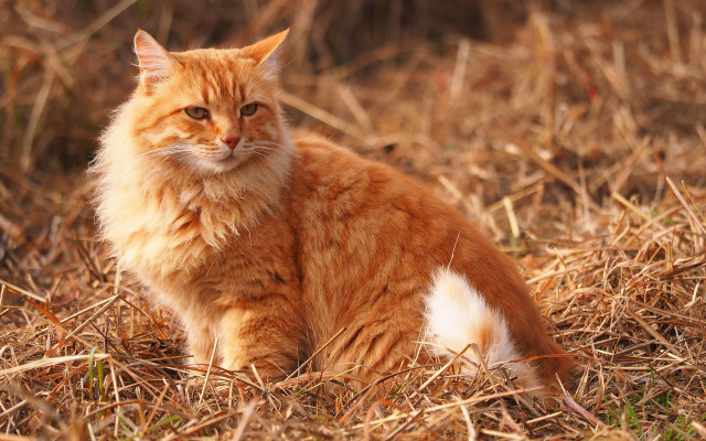 Sad cat in grass carlos #3 free wallpaper - medium preview image