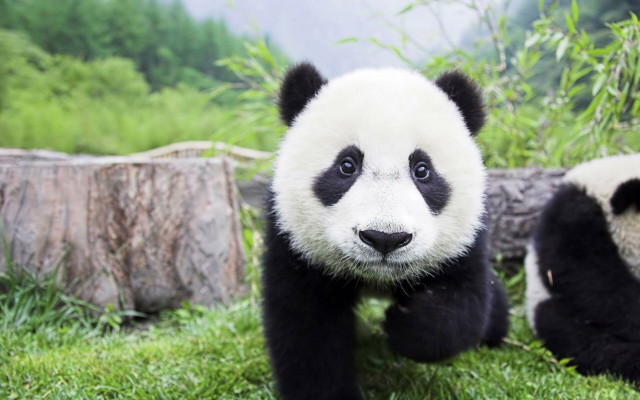 Panda smiling on grass nature free wallpaper - medium preview image