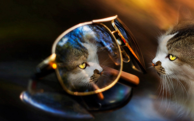 Cat glasses reflection impressionism photorealistic free wallpaper - medium preview image