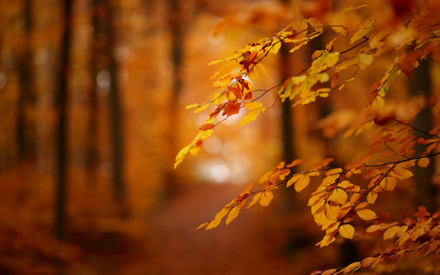 Forest path autumn leaves blurry free wallpaper - medium preview image