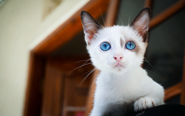 White cat blue eyes serious #3 free wallpaper - medium preview image