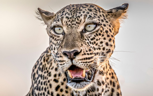 Leopard open mouth teeth camouflage free wallpaper - medium preview image