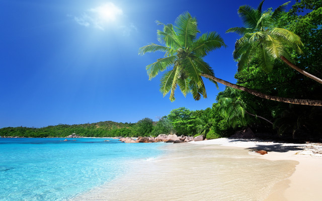 Beach palm tree clear water #3 free wallpaper - medium preview image