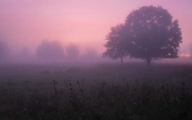 Foggy field lone tree birds free wallpaper - medium preview image