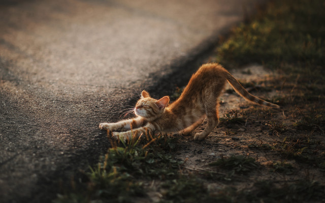 Cat playing ball road grass free wallpaper - medium preview image