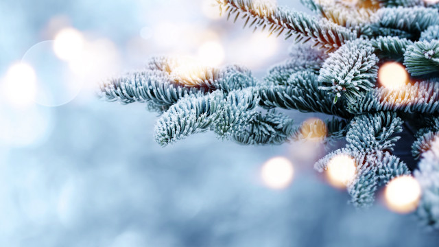 Pine snowy tree lights moon free wallpaper - medium preview image