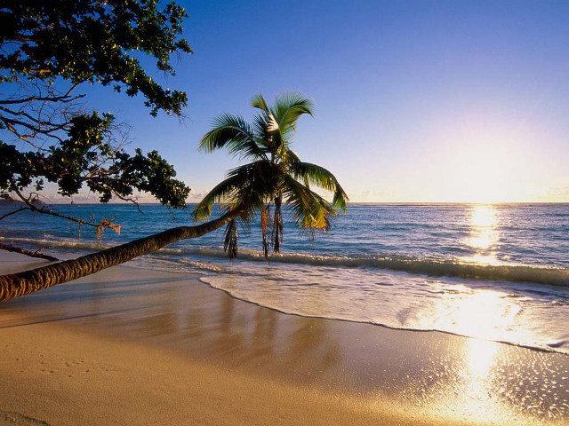 Palm tree beach sun person free wallpaper - medium preview image