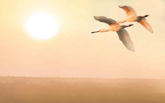 Birds sun moon foggy sky free wallpaper - medium preview image