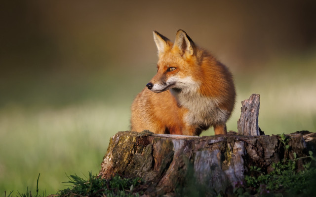 Red fox on stump in free wallpaper - medium preview image