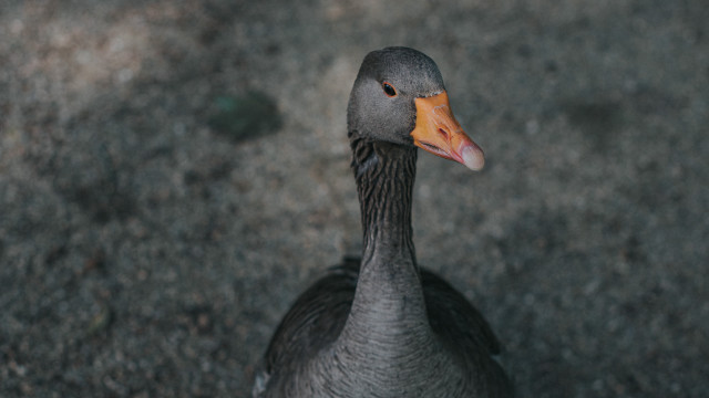 Duck beak pavement gravel grass free wallpaper - medium preview image