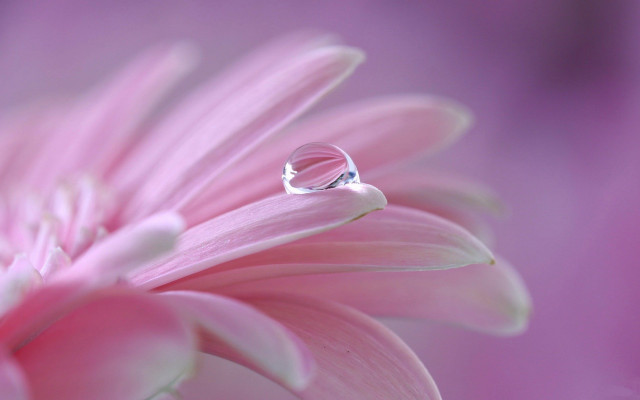 Flower waterdrop pink background macro free wallpaper - medium preview image
