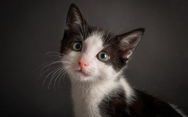 Black white kitten green eyes free wallpaper - medium preview image