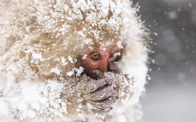 Monkey snow nose ring cherry free wallpaper - medium preview image