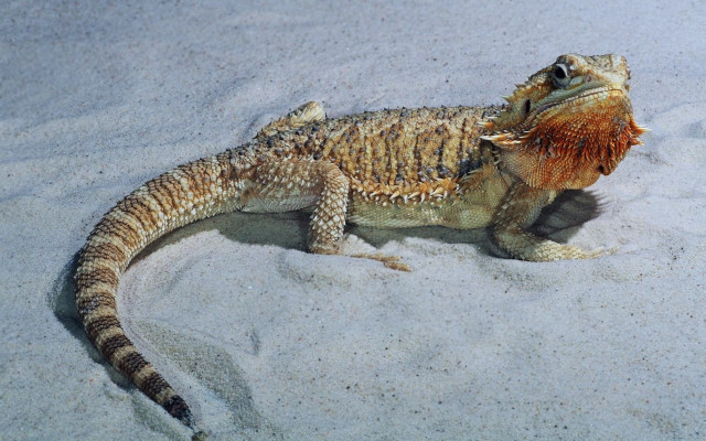 Lizard red ball beach white free wallpaper - medium preview image