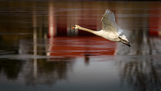 White swan flying water red free wallpaper - medium preview image