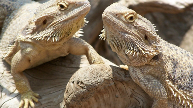 Lizard stump dragon puzzle animal free wallpaper - medium preview image