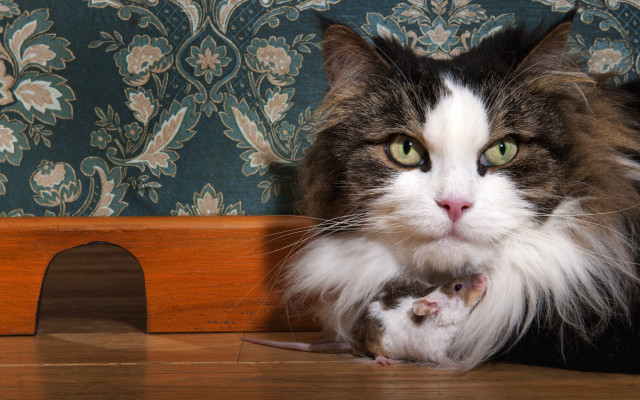 Cat mouse floral wall conceptual free wallpaper - medium preview image