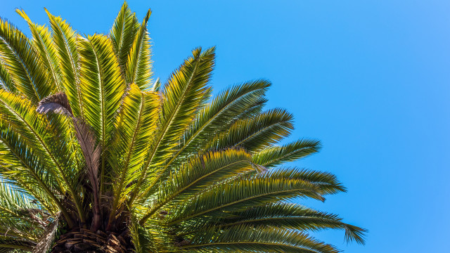 Palm tree bird blue sky free wallpaper - medium preview image
