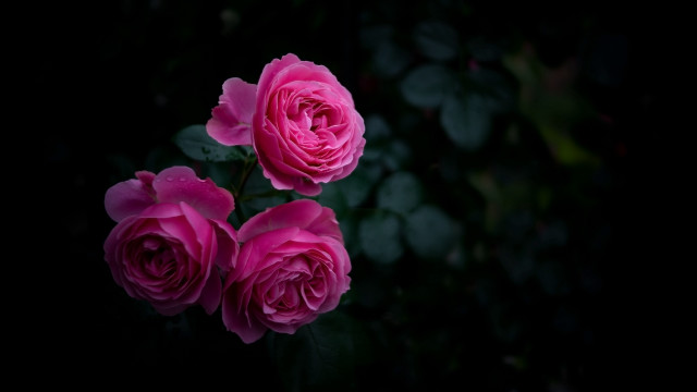 Pink roses dark room leaves free wallpaper - medium preview image