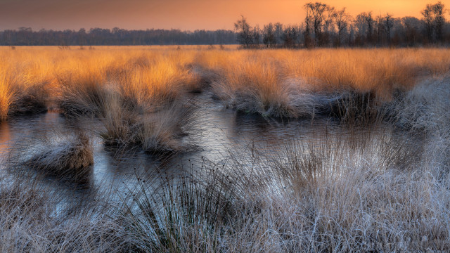 Field tallgrass water trees sunset free wallpaper - medium preview image