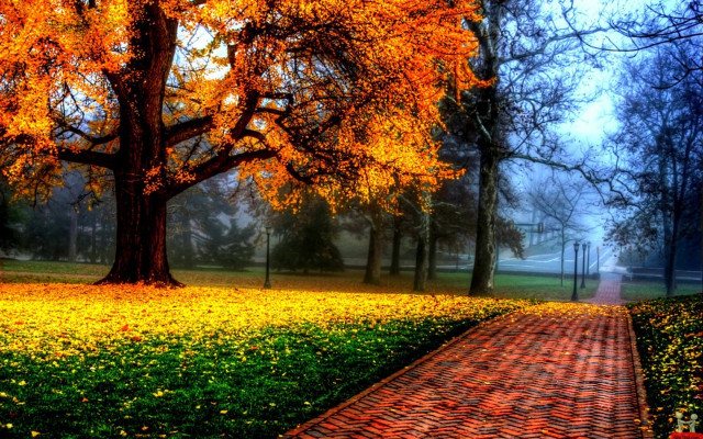 Pathway park tree flowers bench free wallpaper - medium preview image