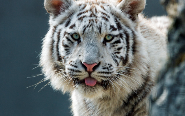 White tiger tongue out black free wallpaper - medium preview image