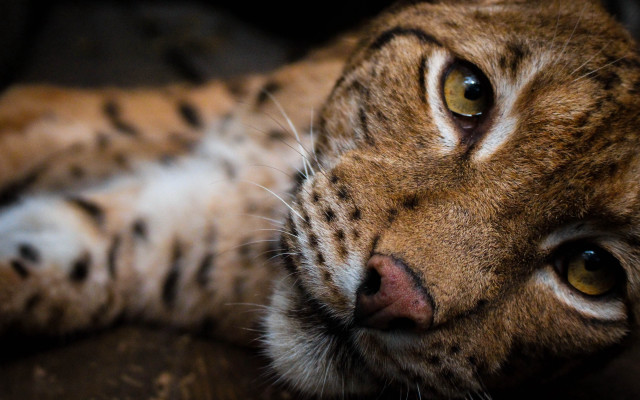 Cat couch photorealistic blurry depthoffield free wallpaper - medium preview image