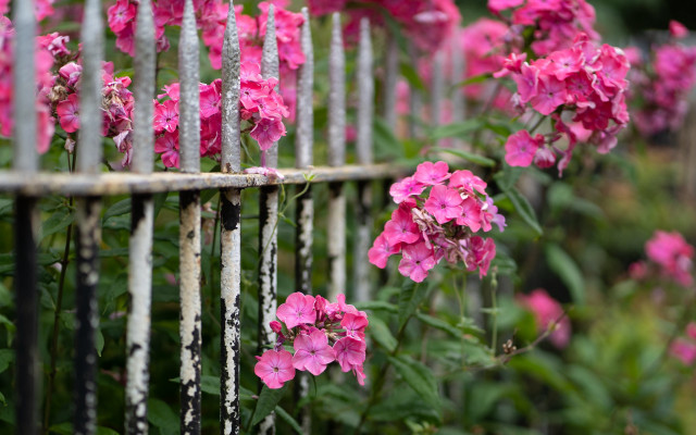 Pink flowers fence garden macro free wallpaper - medium preview image