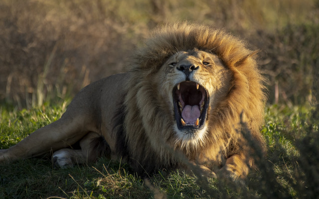 Lion open mouth wildlife bush free wallpaper - medium preview image