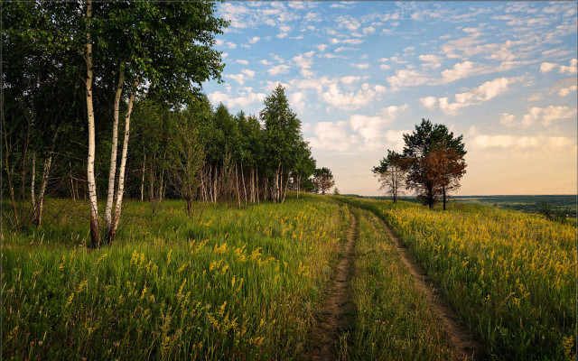 Dirt road field trees grass #2 free wallpaper - medium preview image