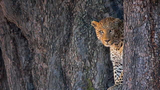 Leopard hiding behind tree wildlife free wallpaper - medium preview image