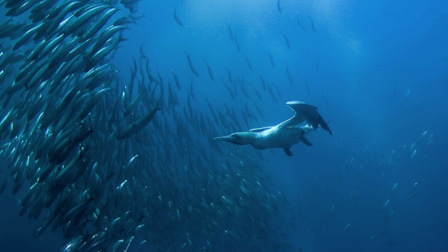 Ocean fish diver bubbles caustics free wallpaper - medium preview image