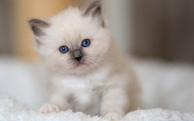 White kitten blue eyes curious #10 free wallpaper - medium preview image