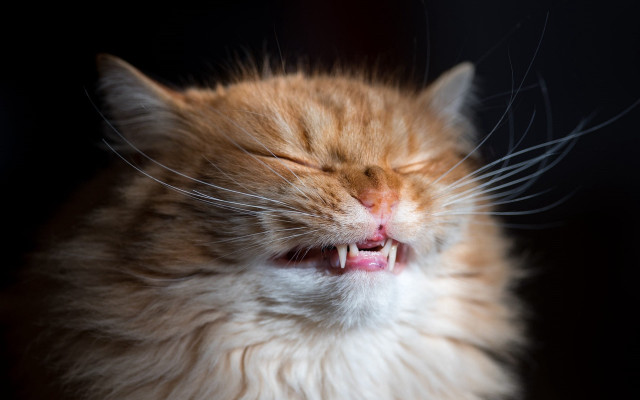 Cat closed eyes open mouth #2 free wallpaper - medium preview image