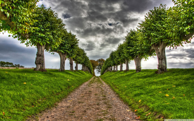 Dirt road trees grass cloudy free wallpaper - medium preview image