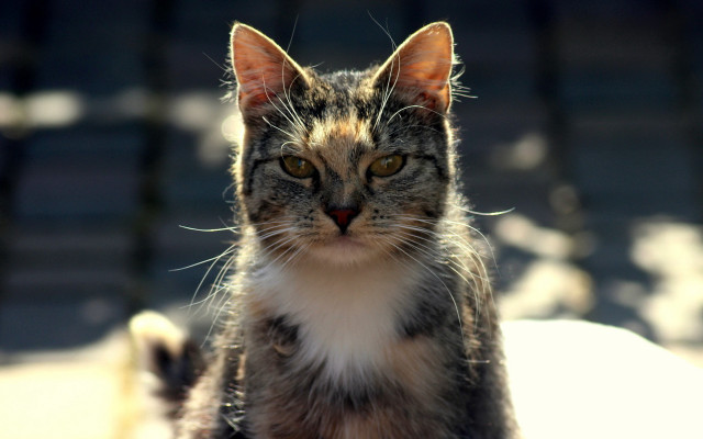 Cat bench looking at camera free wallpaper - medium preview image